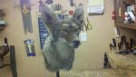 coyote .jpg