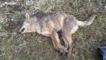 coyote 3.jpg