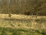IMG00290-20120306-1034.jpg