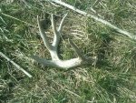 3-11-12 as I found it 5pt.jpg