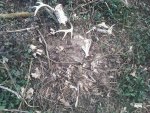 3-11-12 dead head as I found it.jpg