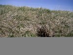 IMG00294-20120311-1250.jpg