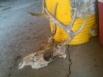 3-11-12 dead head chewed on overnight.jpg
