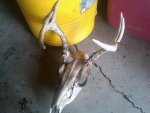 3-11-12 dead head.jpg