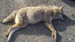 coyote 8.jpg