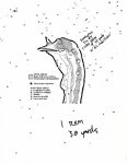 turkey pattern.jpg