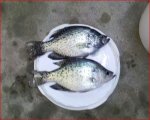 Crappie_1.JPG