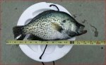 Crappie_3.jpg