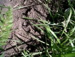IMG00321-20120402-1338.jpg