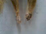 tanned paws 4-16-12.jpg