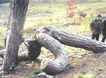 where trees come from.jpg