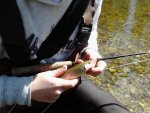 browntrout3.jpg