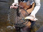 browntrout2.jpg
