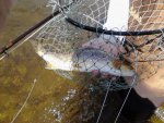 browntrout1.jpg