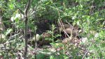 Hen on nest.jpg