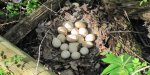 Hen Eggs.jpg