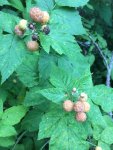 IMG_6322.jpg