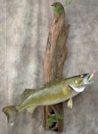 Walleye1R.jpg