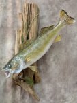 Walleye2R.jpg