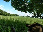 IMG_20170709_120830234_HDR.jpg