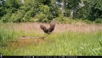 IMG_0217.jpg