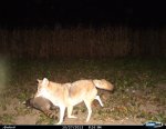 yote with coon.jpg