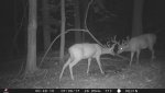 Queer deer.jpg