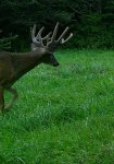 buck.jpg