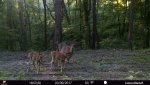 Deer.jpg
