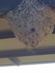 hornet nest.jpg hornet nest.jpg