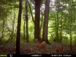 deer.jpg