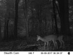 deercoon.jpg