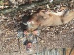 Ohio Deer Brian.jpg