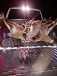 deer17-4.jpg