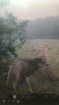 2017 illinois buck.jpeg