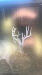 2917 Illinois buck 5.jpg
