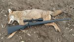 Coyote 2 - 243.jpg Coyote 2 - 243.jpg