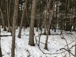 IMG_4690.jpg