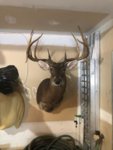 T Buck.jpeg