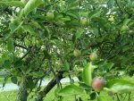 5-18-12 apples.jpg