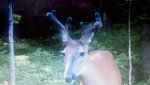 buck 3.jpg