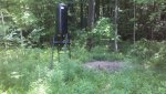 woods.jpg