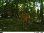 429 6-10-12 bent brow buck.jpg