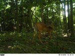 427 6-10-12 bent brow buck left side view.jpg