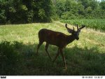 119 6-10-12 bent brow.jpg