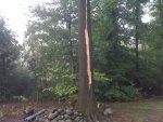Tree 1.jpg
