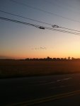 Geese.jpg