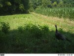 6-28-12 092 poults.jpg