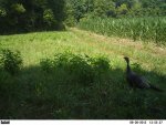 6-28-12 091 turk and poults.jpg