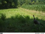 6-28-12 093 poults.jpg